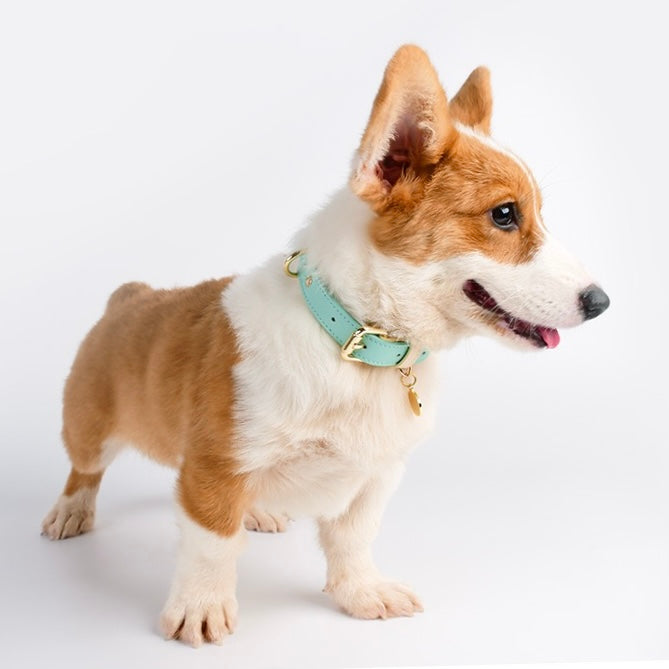 Macaron Leather Collar With Name Tag