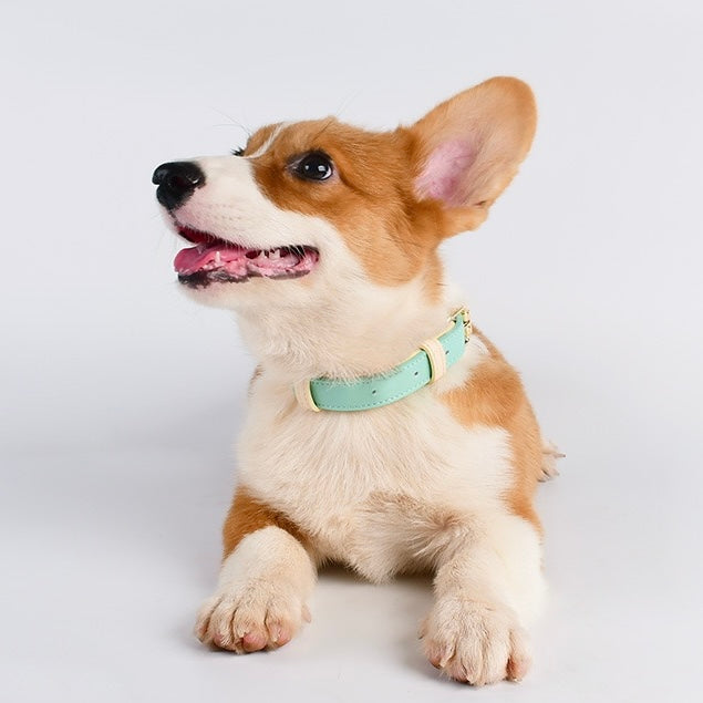 Macaron Leather Collar With Name Tag