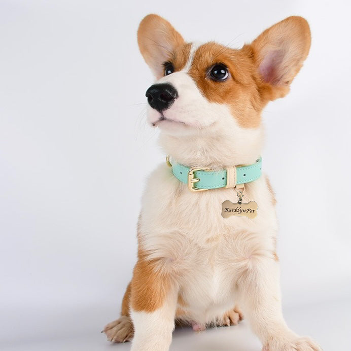 Macaron Leather Collar With Name Tag